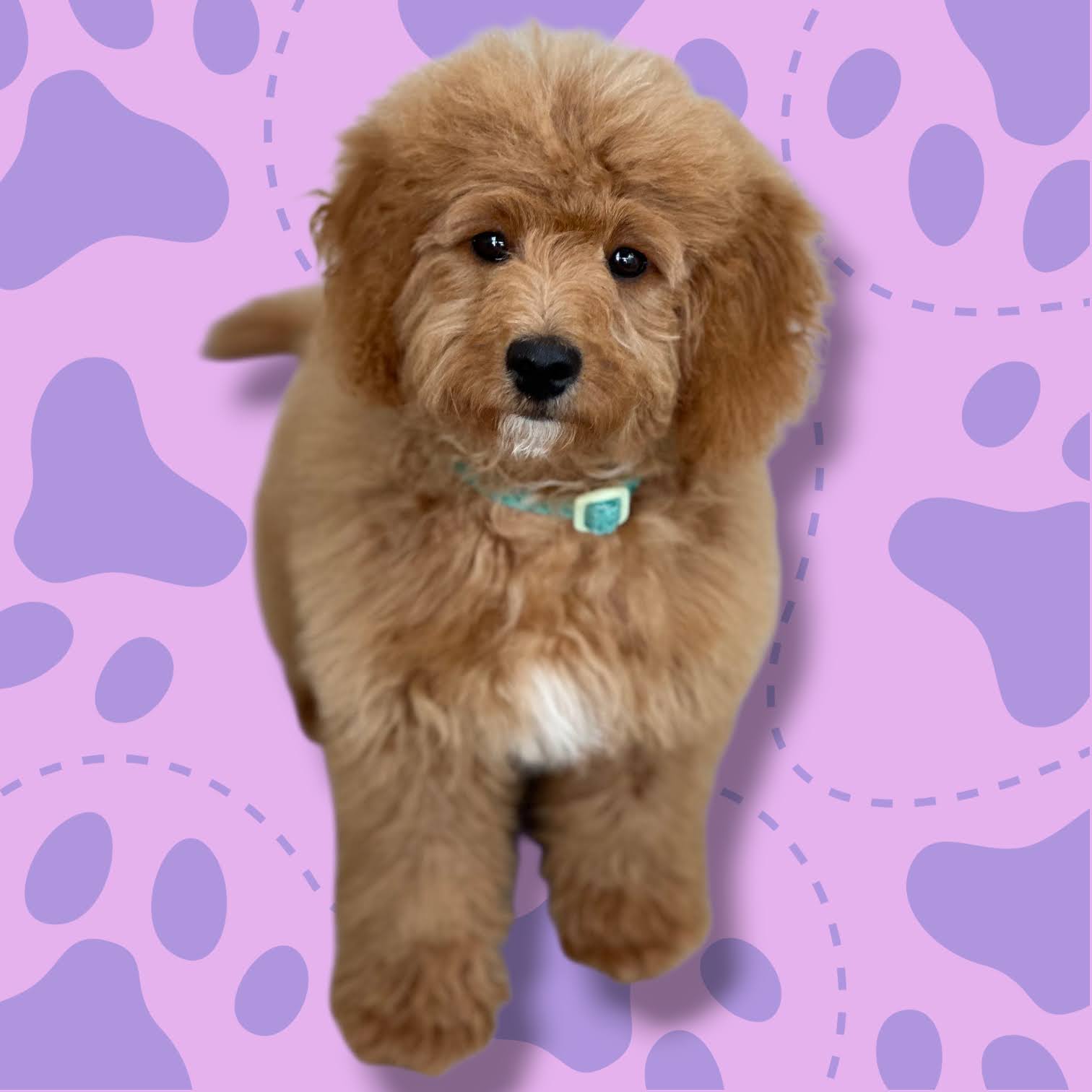 Cavapoo puppy grooming Birmingham - gentle first groom